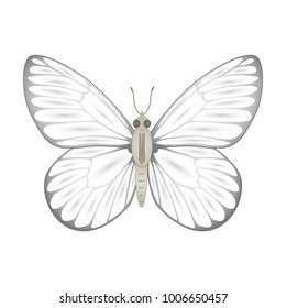 White  butterfly vector illustration isolated on white background.