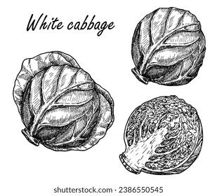 White cabbage collection hand drawn Isolated vector illustration. Organic vegetarian product. Cabbage sketch set. For restaurant menu or packaging, label, poster, print. Vintage engraving style.