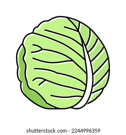 white cabbage color icon vector. white cabbage sign. isolated symbol illustration