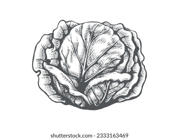 White cabbage engraved hand drawn sketch. Outline cabbages etching vintage drawing diet organic vegetable isolated vector illustration