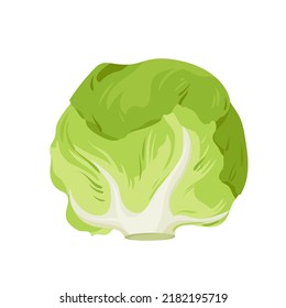 White cabbage, farm product and food ingredient vector illustration. Cartoon isolated green head of cabbage, single organic fresh leafy vegetable for cooking vegetarian vitamin salad in culinary