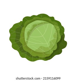 White cabbage, flat style vector illustration isolated on white background