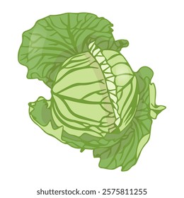 White cabbage in flat style. Vector illustration isolated on white background.