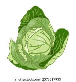 White cabbage in flat style. Vector illustration isolated on white background.