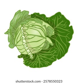 White cabbage in flat style. Vector illustration isolated on white background.