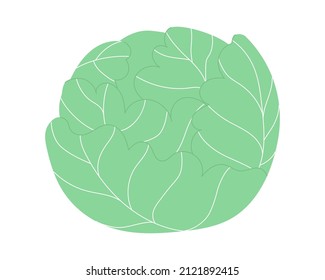 White cabbage. Forks. Isolated on white background. Vector illustration. Eps 10