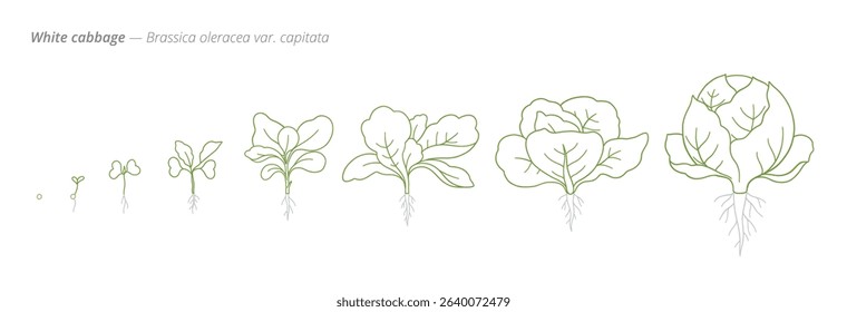 White Cabbage Growth Stages from Seed to Mature Plant Vector Illustration for Agribusiness and Crop Planning