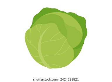 White cabbage. A cabbage head in a minimalist style. Vector illustration of a vegetable, isolated on a white background.