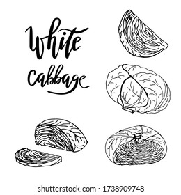 White cabbage heads whole and cut objects. Vector illustration black and white doodle on white background, isolated cut-out objects and lettering