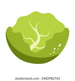 White cabbage. Healthy food. Vector illustration.