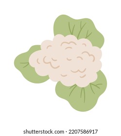 White cabbage icon. Vector illustration