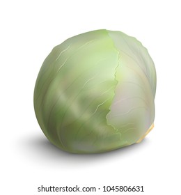 White cabbage isolated on white background vector illustration