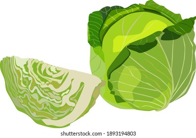 White cabbage. Cabbage. Leafy vegetable. Fresh organic and healthy, diet and vegetarian food. Vector illustrations isolated on white background. green.