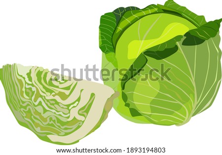 White cabbage. Cabbage. Leafy vegetable. Fresh organic and healthy, diet and vegetarian food. Vector illustrations isolated on white background. green.