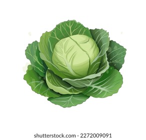 White cabbage from multicolored paints. Splash of watercolor, colored drawing, realistic. Vector illustration of paints