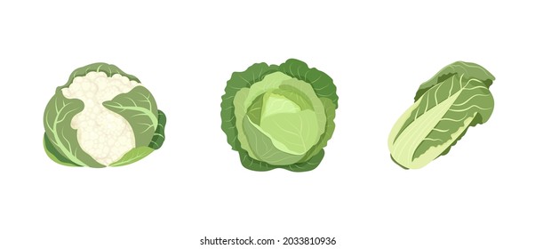 White cabbage, Peking cabbage, cauliflower isolated on white background. Vector illustration of different types of leafy vegetables.