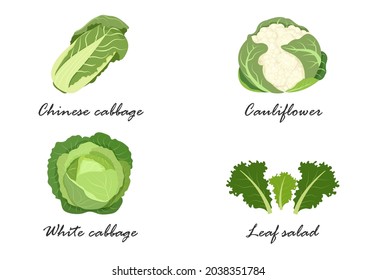 White cabbage, Peking cabbage, cauliflower, lettuce, the name of vegetable crops.