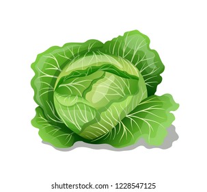 White cabbage. Vector illustration.