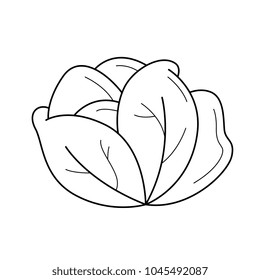 White cabbage vector line icon isolated on white background. Vector line icon of healthy vegetable - white cabbage for infographic, website or app.