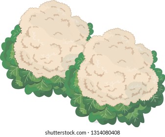 white cabbage vegetable