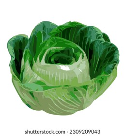 white cabbage, cabbage, Vegetable, Fresh, Green, Organic, Nutritious, Garden-fresh, Leafy, Juicy, Delicious, Farm-to-table, Wholesome, Seasonal, Crisp, Locally sourced, Nourishing, Fiber-rich, Healthy