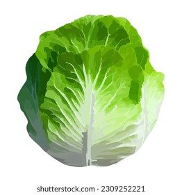 white cabbage, cabbage, Vegetable, Fresh, Green, Organic, Nutritious, Garden-fresh, Leafy, Juicy, Delicious, Farm-to-table, Wholesome, Seasonal, Crisp, Locally sourced, Nourishing, Fiber-rich, Healthy