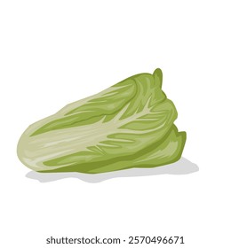 white cabbage vegetable isolated, eps 10 vector file