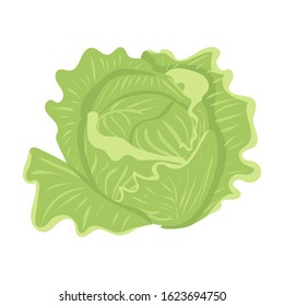 White cabbage. Vegetables. Natural food and healthy nutrition. Flat vector illustration on a white background.
