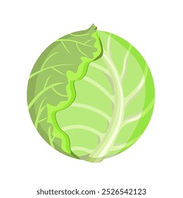 Repolho branco, uma ilustração kachan.Vetor inteira de um vegetal.