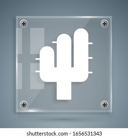 White Cactus icon isolated on grey background. Square glass panels. Vector Illustration