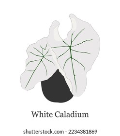 White caladium ornamental plant vector design