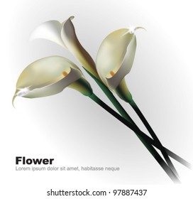 White Calla Flowers Isolated on White Background. Vector clip-art