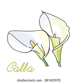 White calla lilies