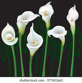 White Calla Lilies On Black Background