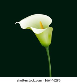 White calla on dark green background.