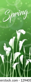 White callas on a green background with bokeh effect. Spring picture. Floral decor.