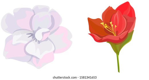 White Camellia. Red Amaryllis. Vector illustration. Isolated illustration element. Floral botanical flower. Wild leaf wildflower isolated. Exotic tropical hawaiian jungle.