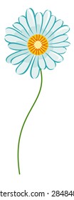 White camomile