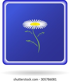 White Camomile