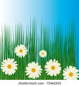 White camomile in green grass. Vector illustration