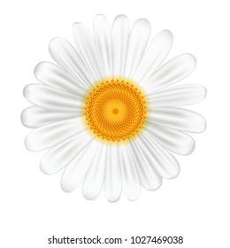 White camomile on white background, vector illustration.