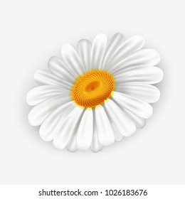 White camomile on gray background, vector illustration.