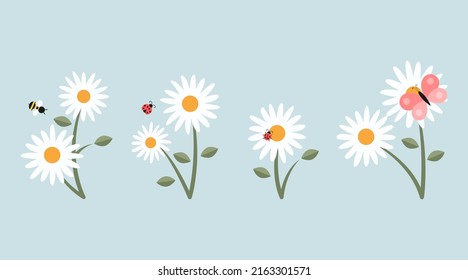 White camomiles and insects cartoon illustration set. Ladybug, butterfly and bumblebee or bee sitting, collecting nectar or pollinating daisy flowers. Spring, meadow, nature concept