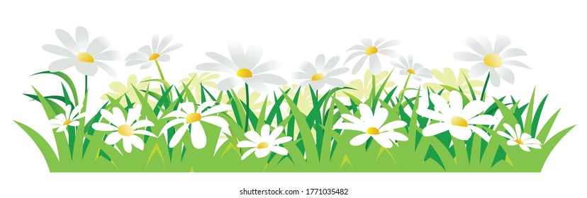 White camomiles. Isolated vector illustration. Wild meadow flowers. Cartoon style. Background image.	