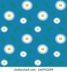 White camomiles on a blue background - pattern - vector. Congratulation. Mothers Day. Wildflowers.