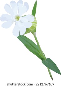 White Campion (Silene latifolia) Isolated Wildflower 