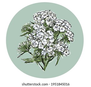 Carnación blanca ramo de verano de flor china o de clavel. Ilustración botánica de un fondo aislado en un círculo, vector.