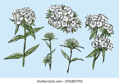 White carnation or carnation flower spring summer bouquet. Flower set with various blooming white Chinese carnation flowers.
