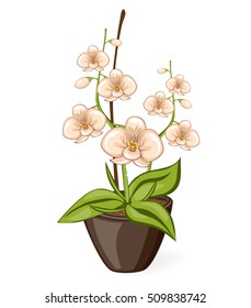 White cartoon phalaenpsis orchid flower in the pot. Vector illustrated isolated blooming ochidea flower.