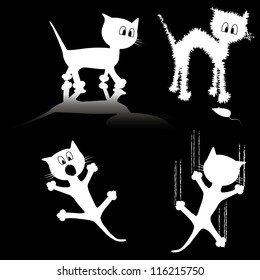 White cat